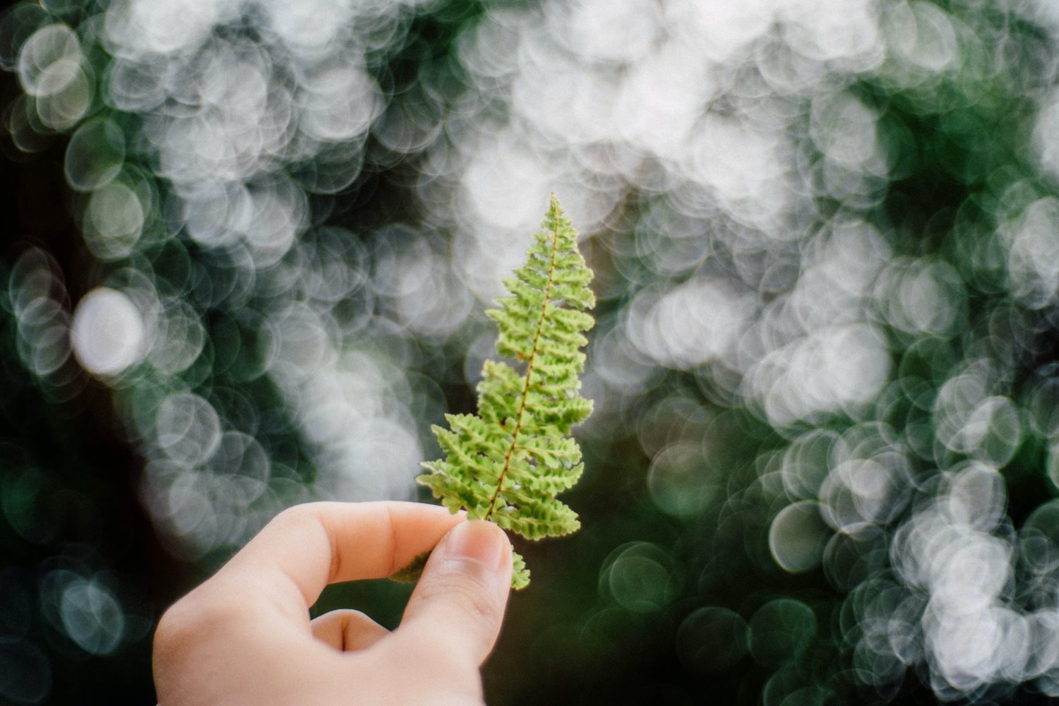 » Eye 4 Photography Shallow depth of field in photography