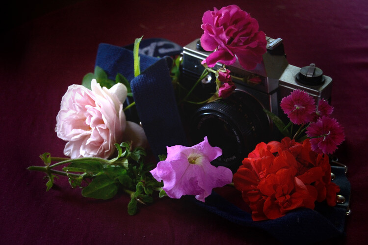 » Eye 4 Photography camera with flowers still life