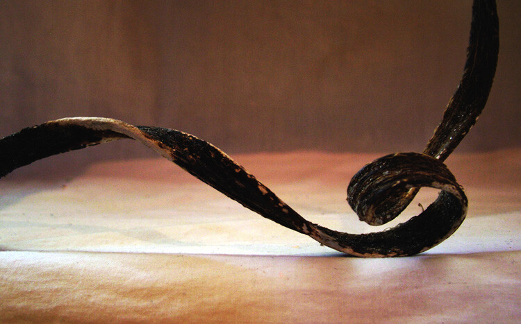 » Eye 4 Photography Still life photography piece of curling seaweed