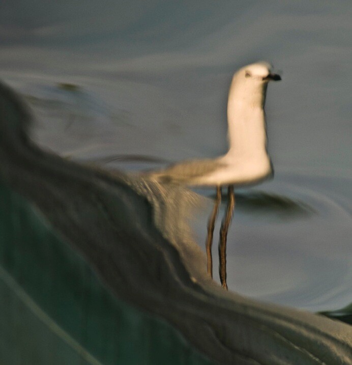 2-Reflection Seagull by Eva Polak.jpg » Eye 4 Photography Impressionist photography