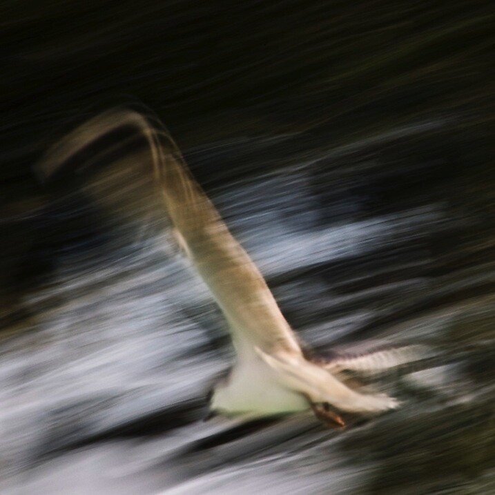 4-Pan your camera Flight by Eva Polak.jpg » Eye 4 Photography Impressionist photography