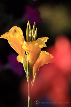 » Eye 4 Photography Impressionist photography