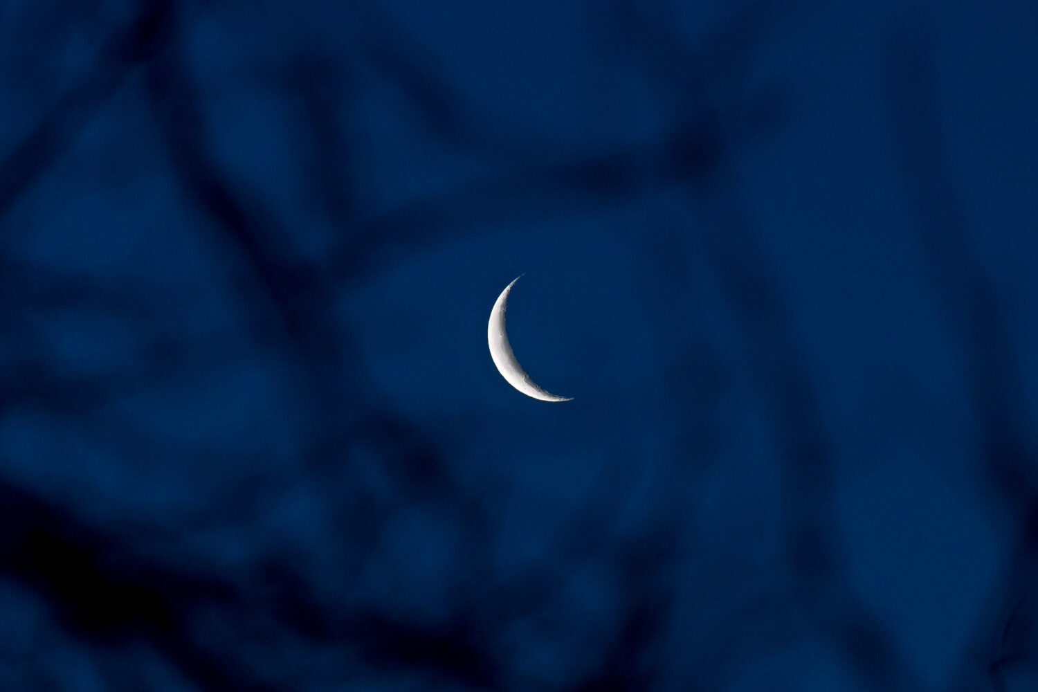 » Eye 4 Photography Crescent Moon with Trees in Foreground