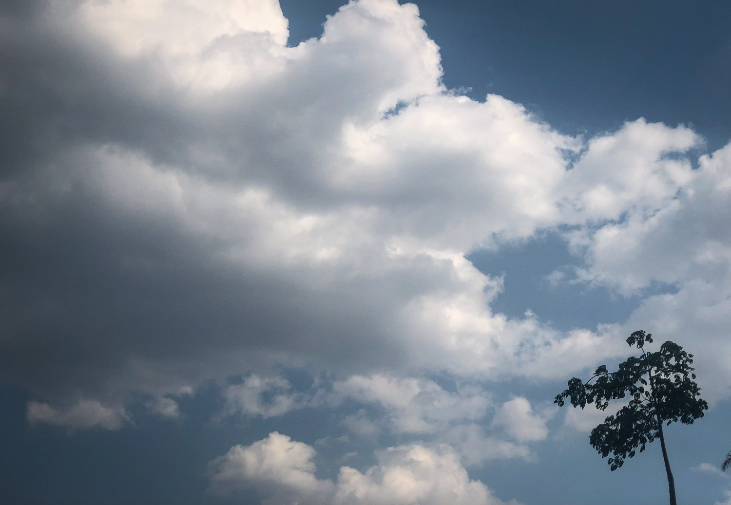 » Eye 4 Photography tree and clouds