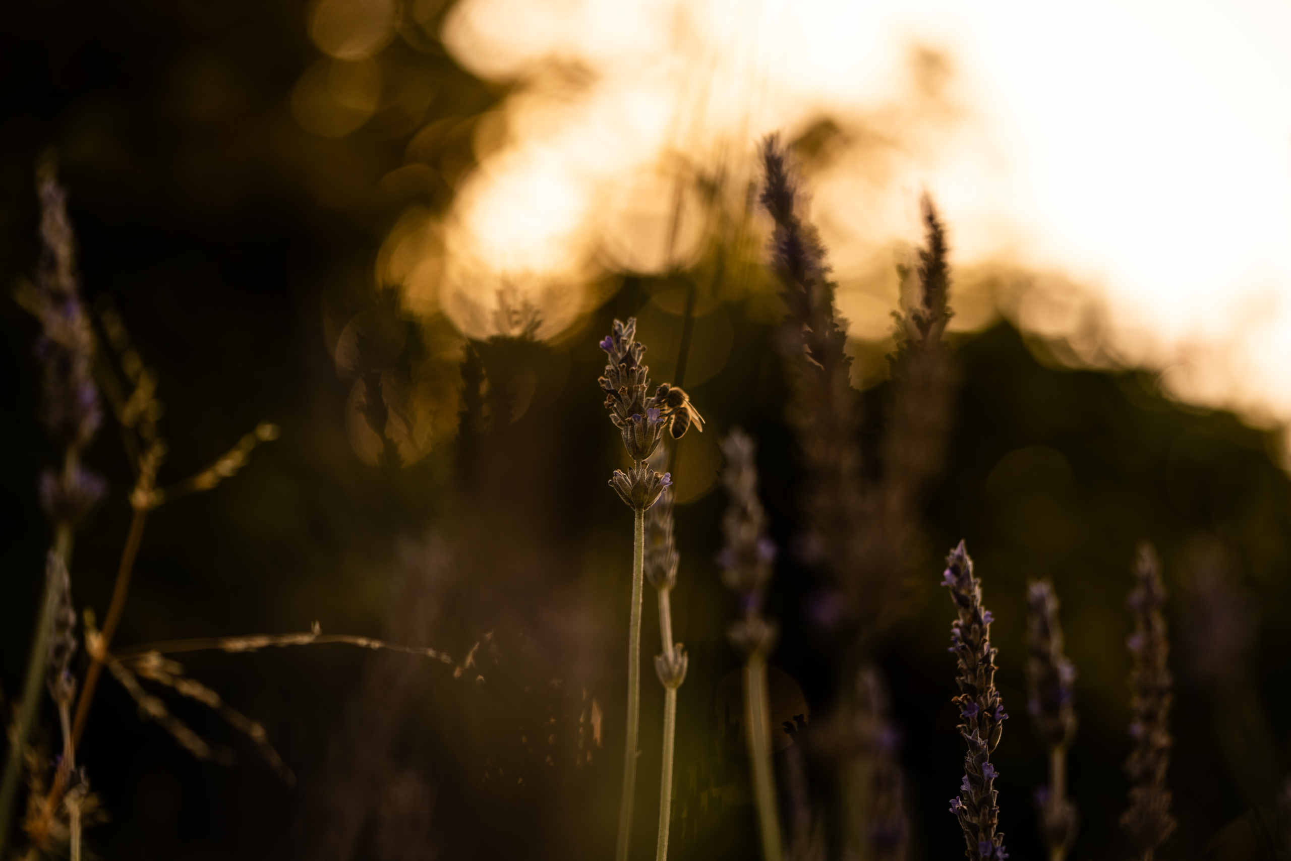 » Eye 4 Photography Patience and Photography