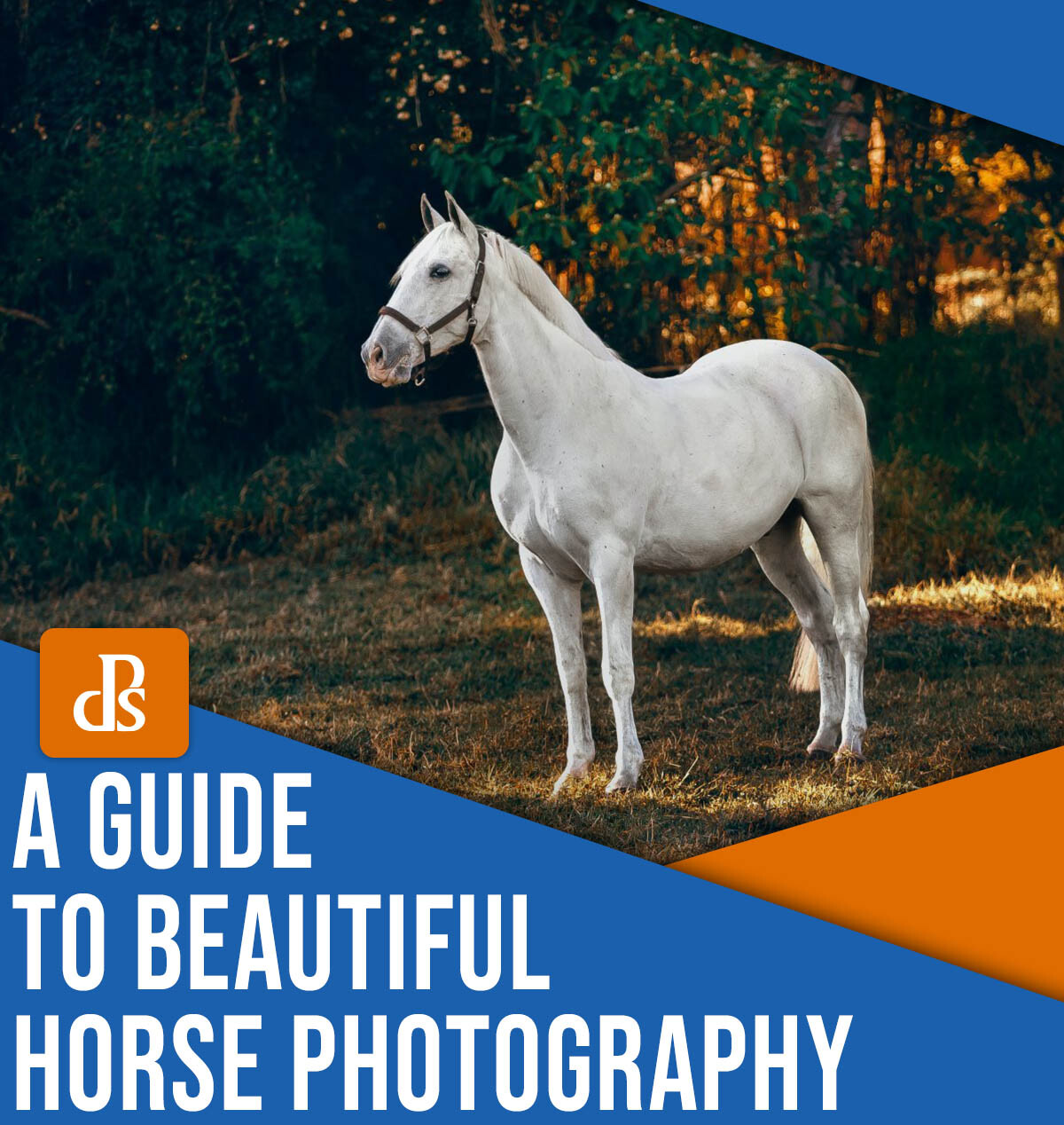 » Eye 4 Photography A guide to beautiful horse photography
