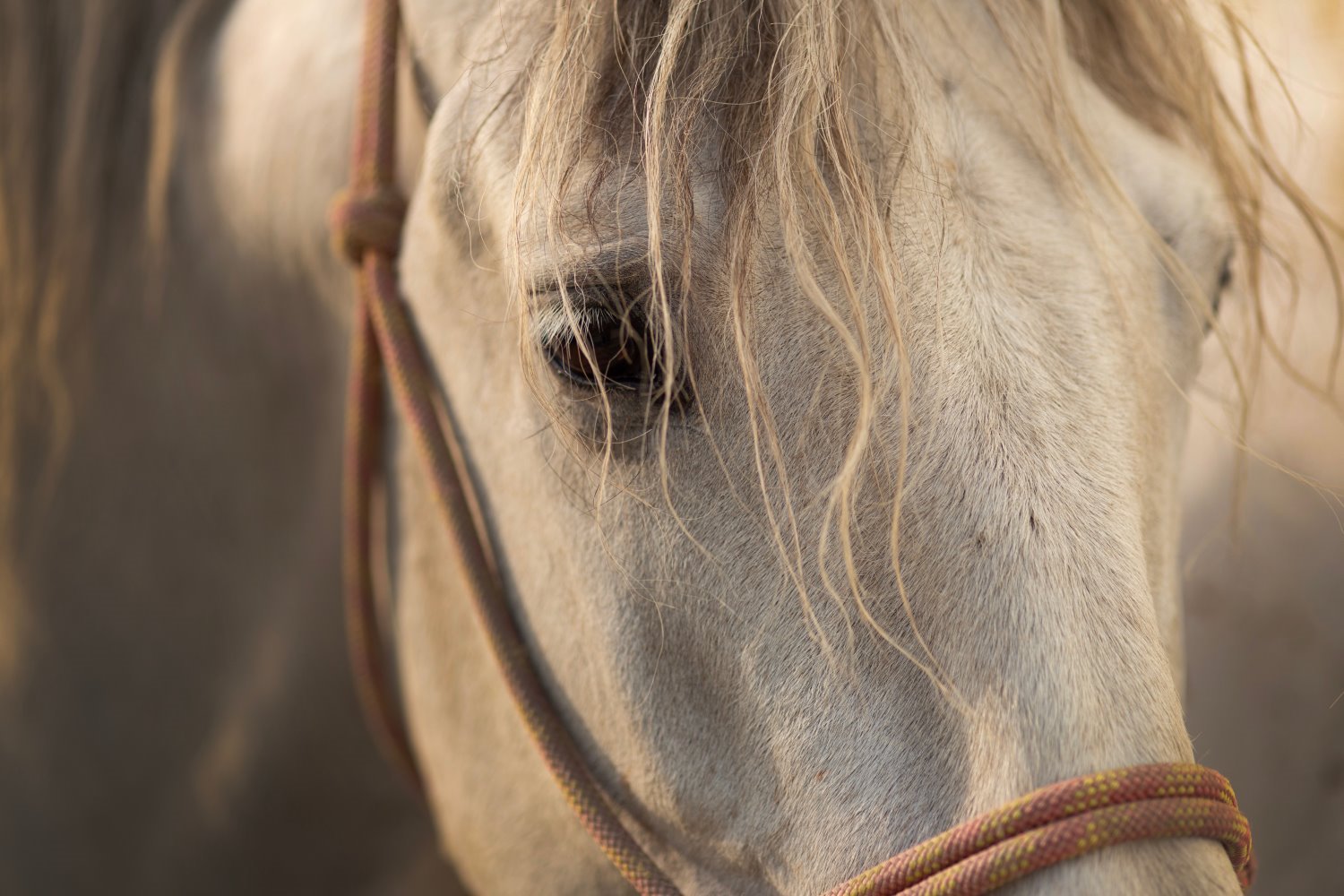 » Eye 4 Photography Horse photography