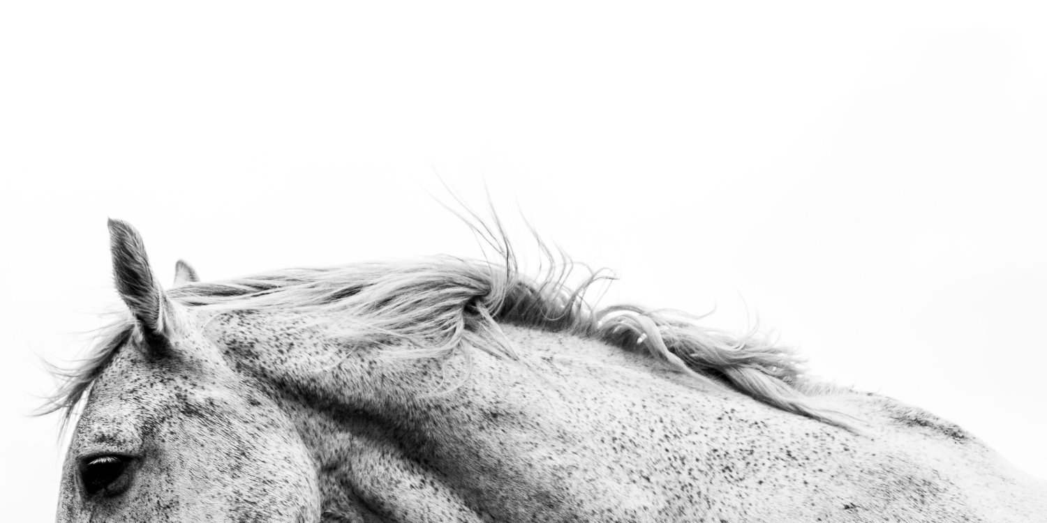» Eye 4 Photography Horse photography