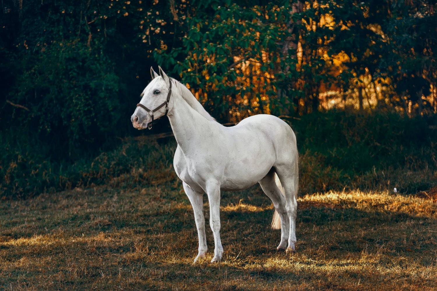 » Eye 4 Photography Horse photography