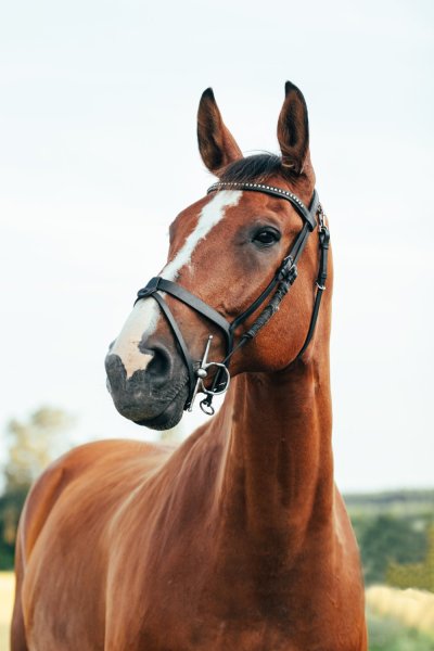» Eye 4 Photography Horse photography
