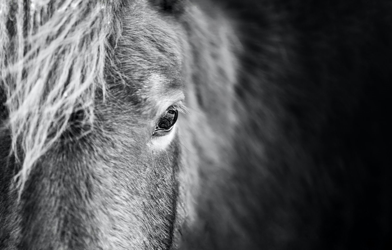 » Eye 4 Photography Horse photography
