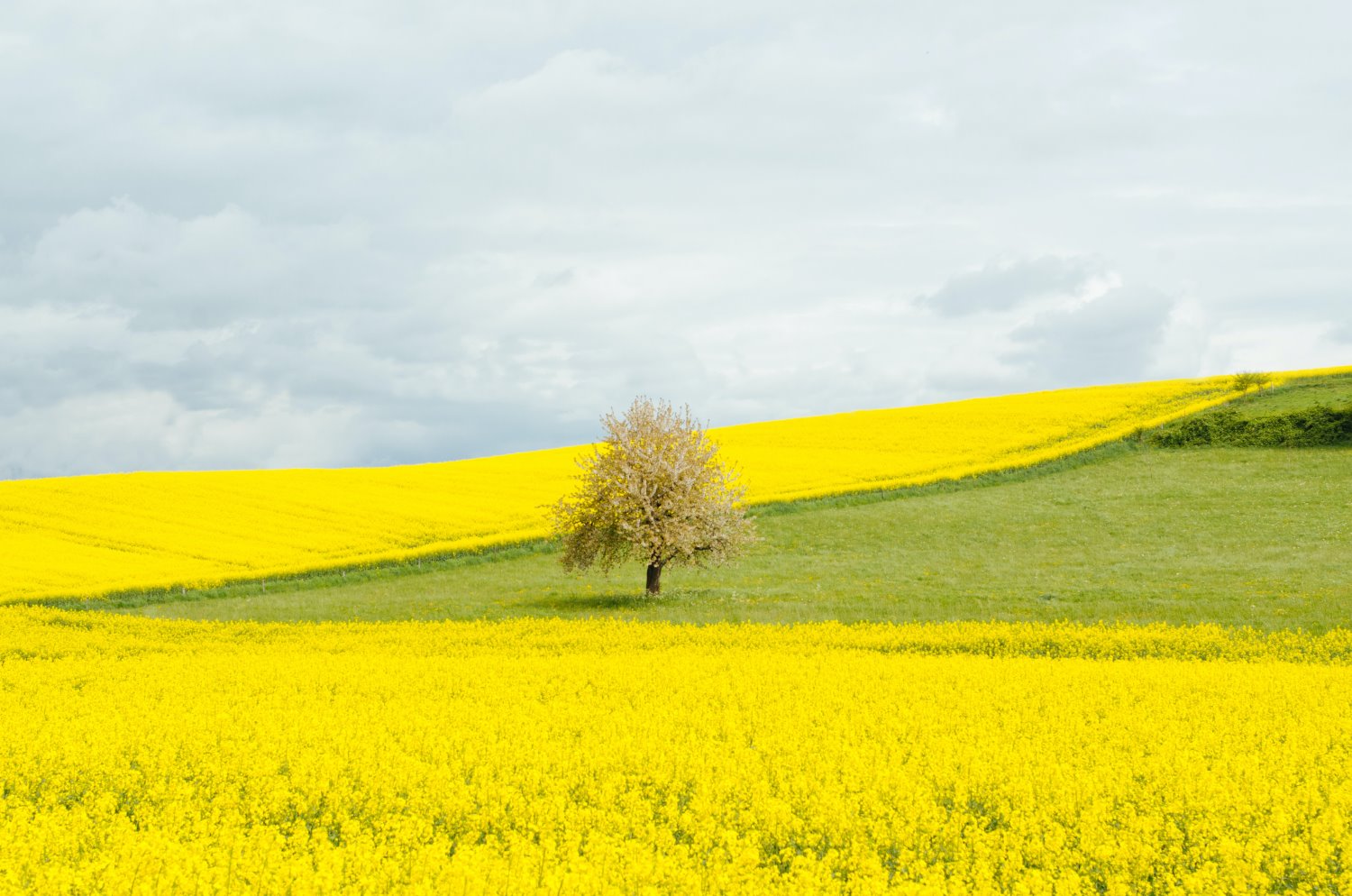 » Eye 4 Photography tree in a field landscape photography