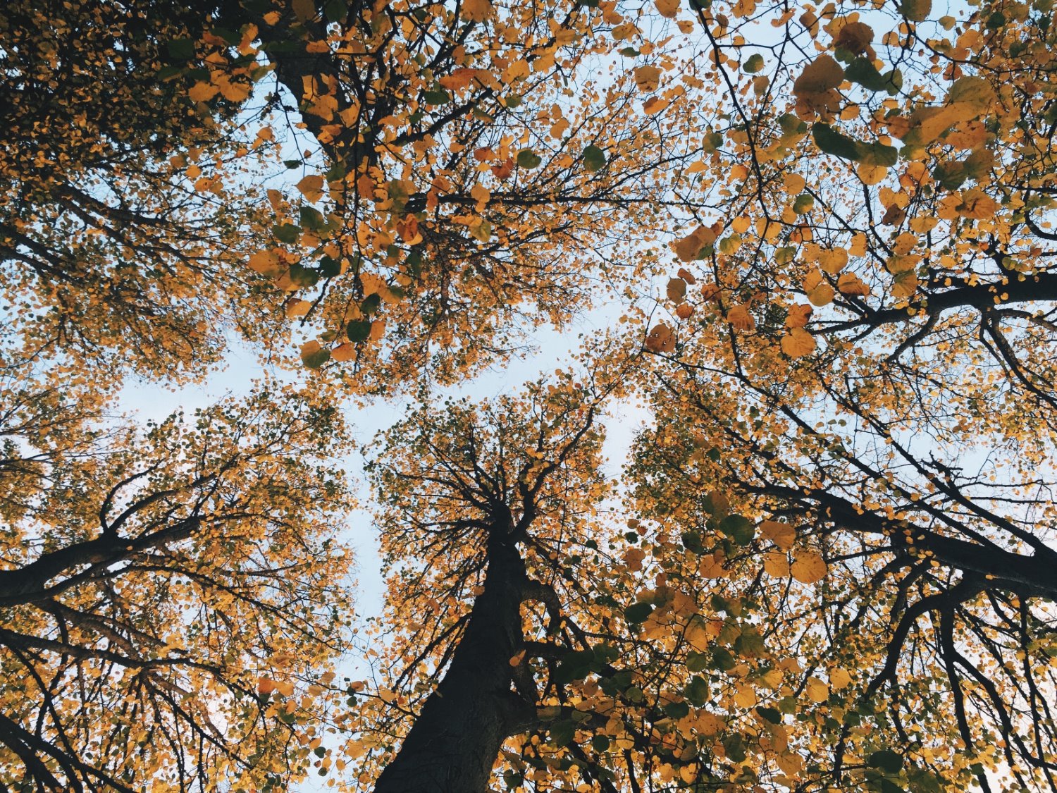 » Eye 4 Photography bright sunlight looking up at trees