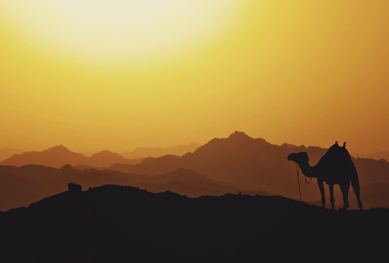 » Eye 4 Photography camel silhouette