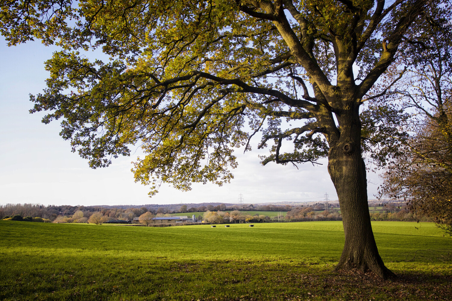 » Eye 4 Photography tree photography tips tree on its own in a field