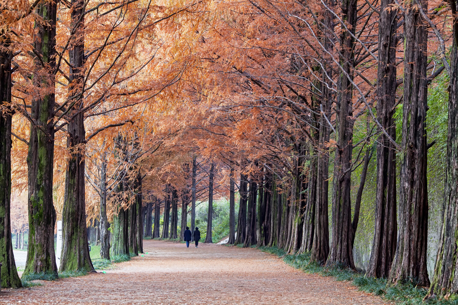 » Eye 4 Photography tree photography tips tree tunnel with people walking in the distance
