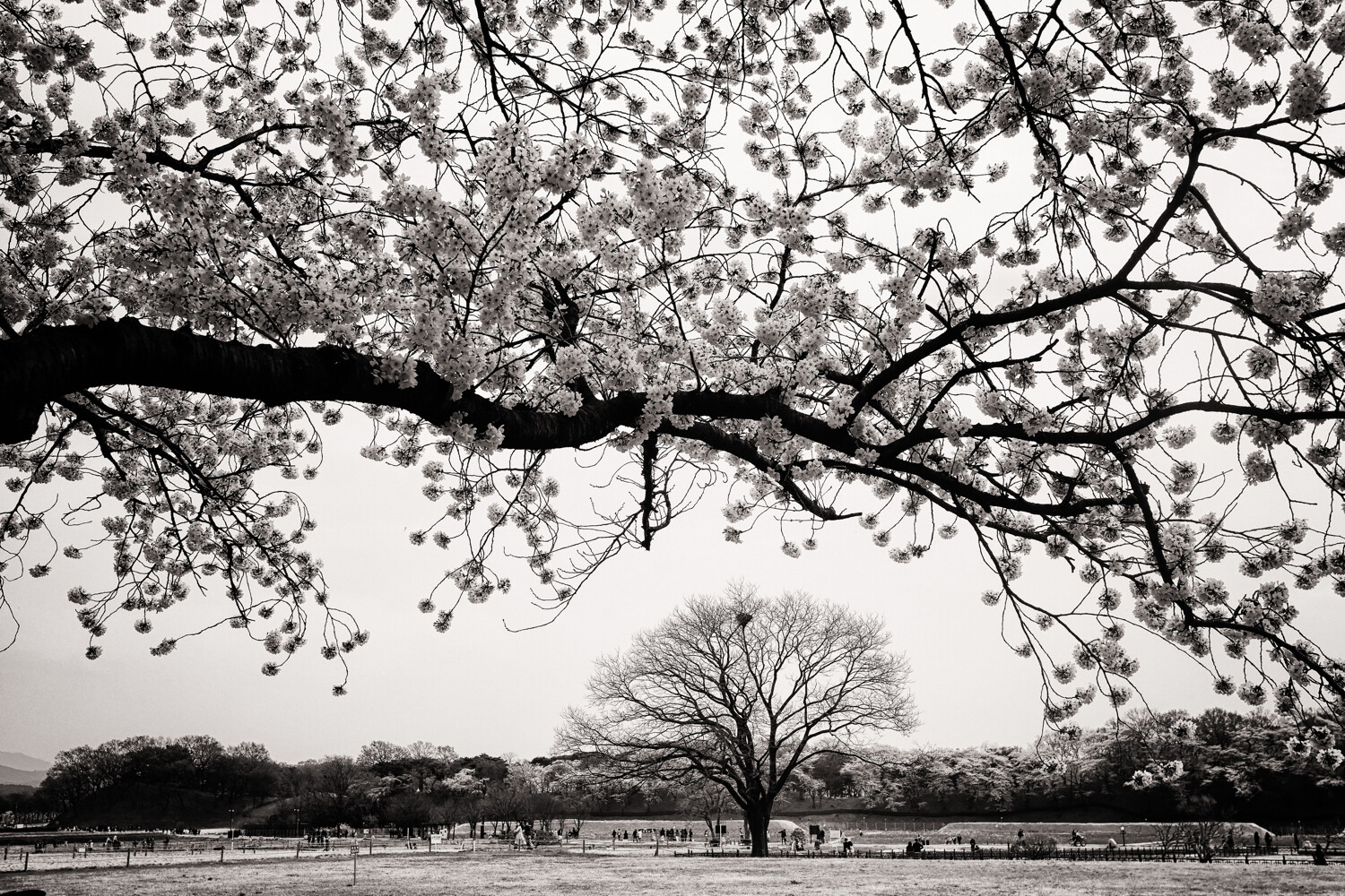 » Eye 4 Photography tree photography tips