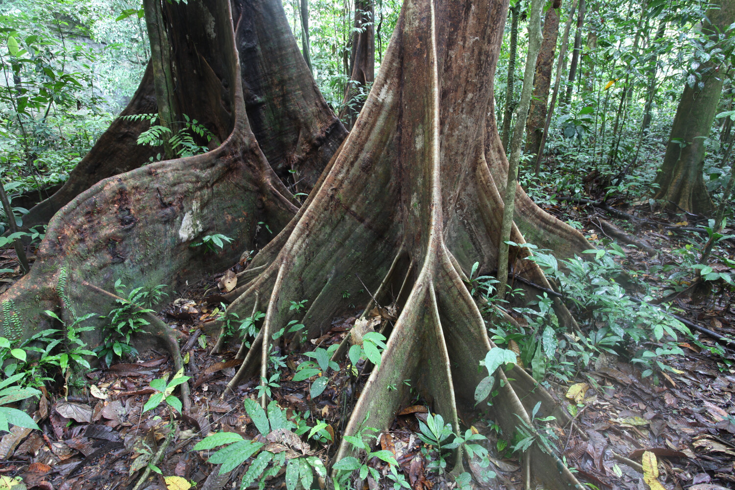 » Eye 4 Photography the roots of trees in the jungle