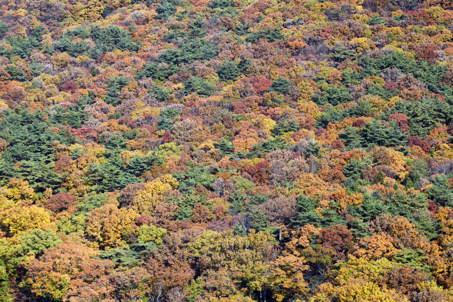 » Eye 4 Photography trees in fall seen from above
