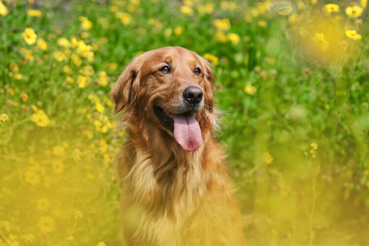 » Eye 4 Photography dog surrounded by flowers 24-70mm lens photography
