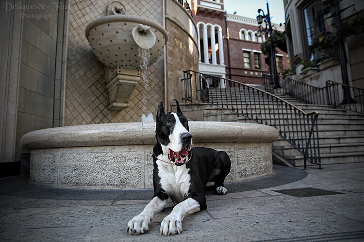 » Eye 4 Photography dog near a fountain 24-70mm