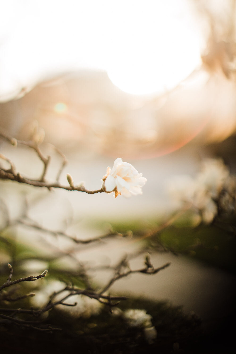 » Eye 4 Photography Freelensing tips