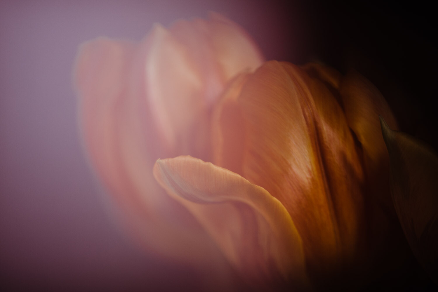 » Eye 4 Photography Freelensing for Creative Photography. Pink Tulips