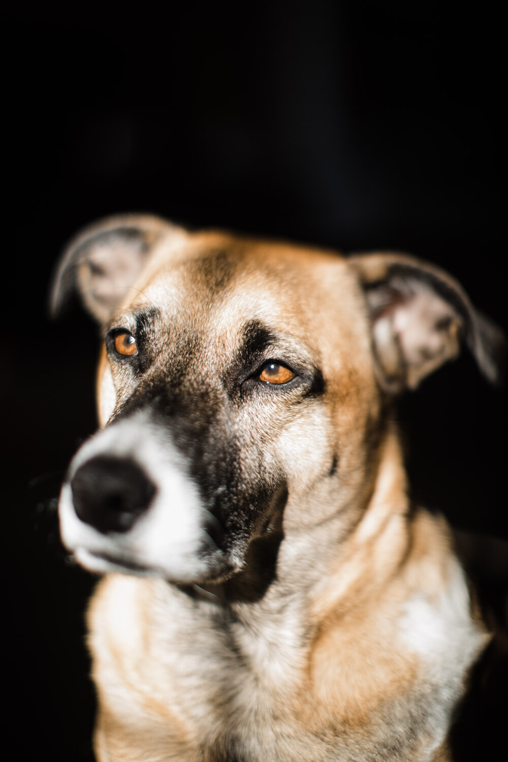 » Eye 4 Photography Freelensing for Creative Photography. Dog