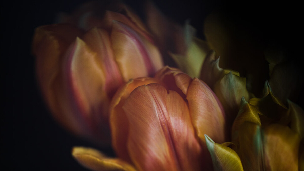 » Eye 4 Photography Karthika Gupta Freelensing For Creative Photography