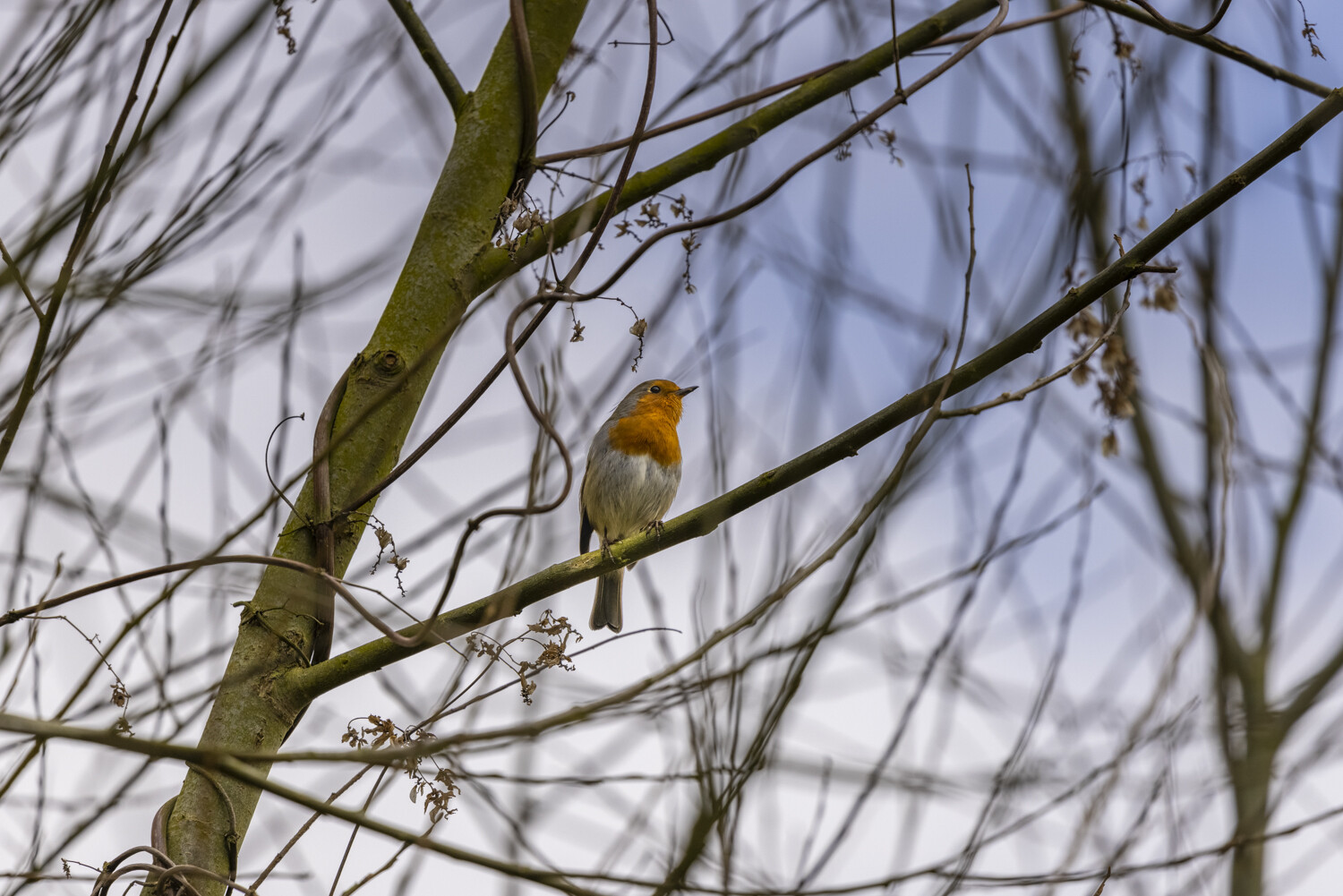 » Eye 4 Photography robin in a tree