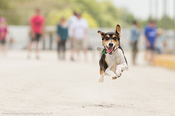 » Eye 4 Photography PoochRacing