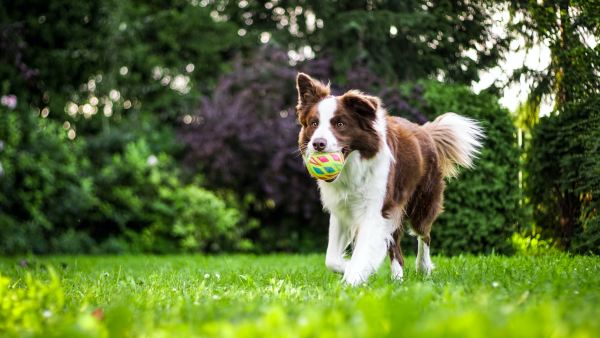 » Eye 4 Photography 10 Tips for Breathtaking Dog Action Photography