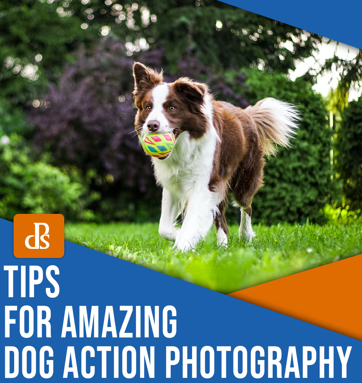 » Eye 4 Photography Tips for amazing dog action photography